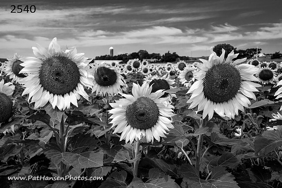 2540 three sunflowers & farm
