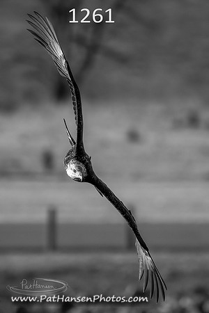 1261 eagle at Gavins Point Dam #5