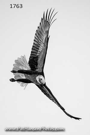 1763 eagle at Gavins Point Dam #3