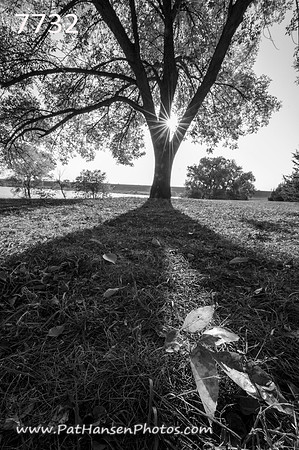 7732 autumn leaves & tree at Lake Yankton V #1
