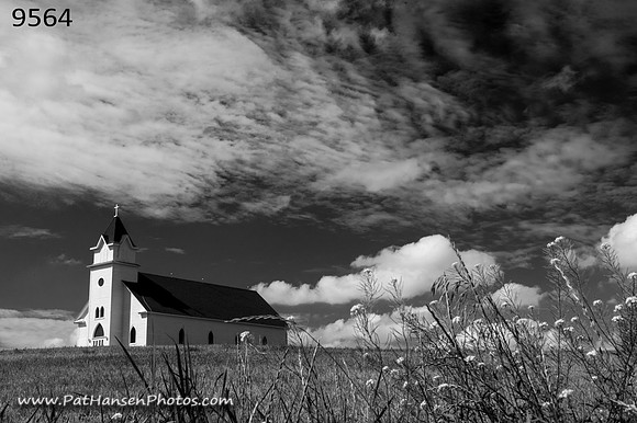 9564 Broom Tree Church & flowering weeds H