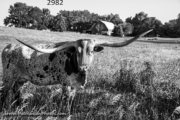 2982 spotted longhorn & barn