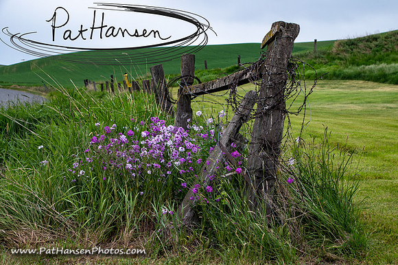 DSC_6034-1_Zen