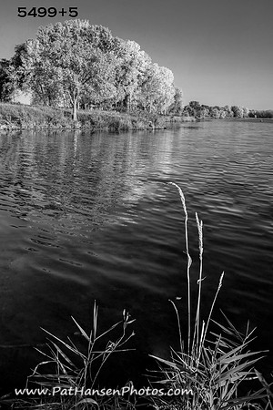 5499+5 Lake Yankton, weed, trees