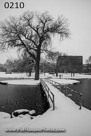 0210 snowy Westside Park bridge & tree