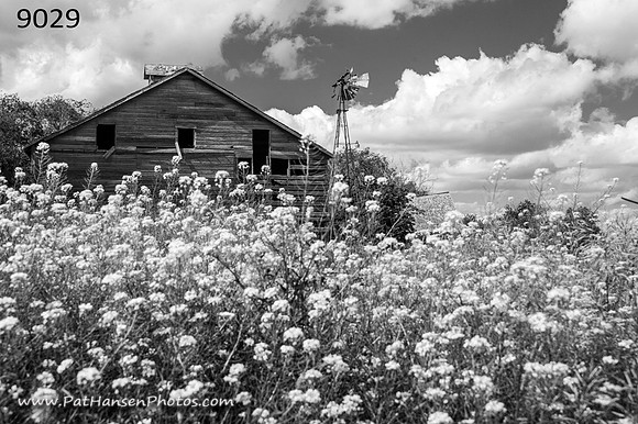 9029 barn & flowering weeds (mid horizon H)