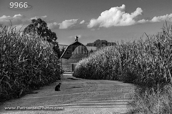 9966 can, lane, corn, & barn H
