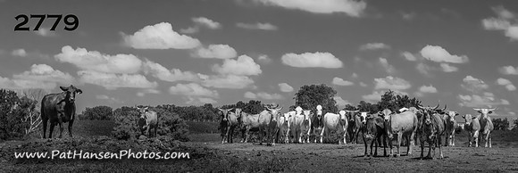 2779 cow staredown (panoramic sizing)
