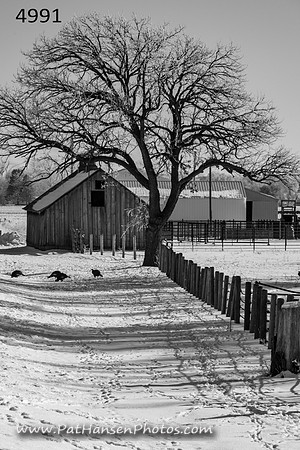 4991 snow, barn, & turkeys