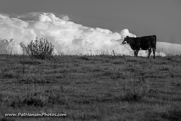 2911 one cow & thunderhead