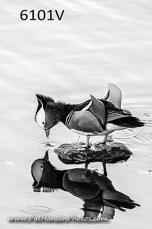 6101 Mandarin Duck at Westside Park V