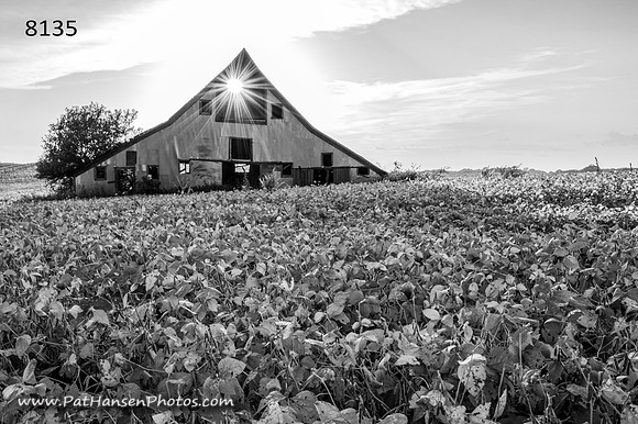 8135 barn, beans, sunburst