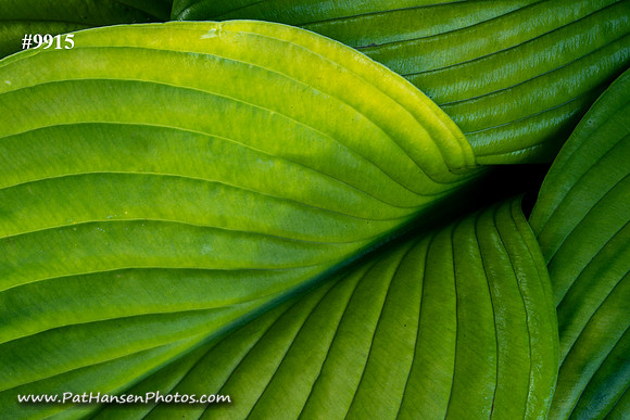 DSC_9915-1 zen