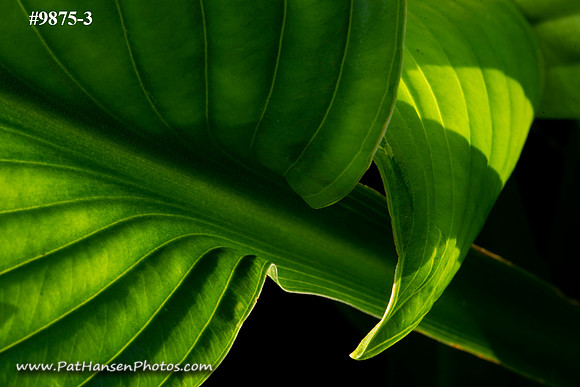 DSC_9875-3 zen