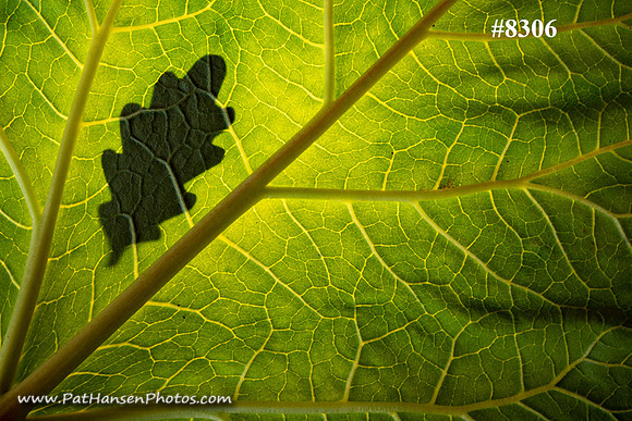 DSC_8306-1 zen