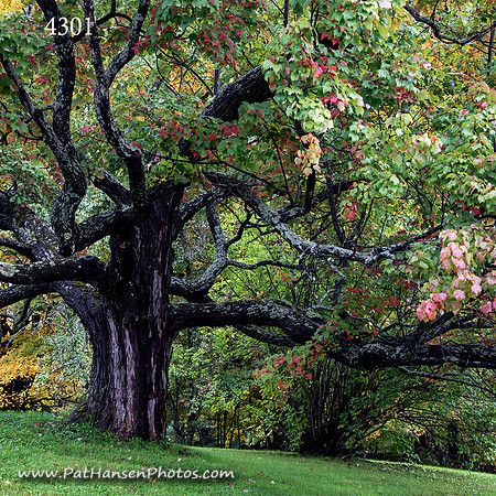 DSC_4301-1 zen