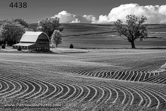 4438 crop rows & barn