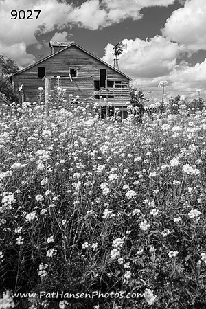 9027 barn & flowering weeds (high horizon V)