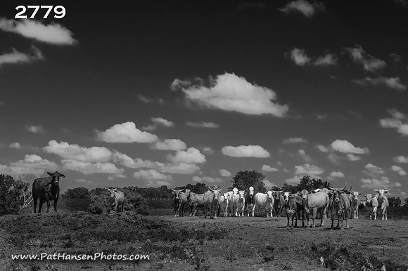 2779 cow staredown with more clouds