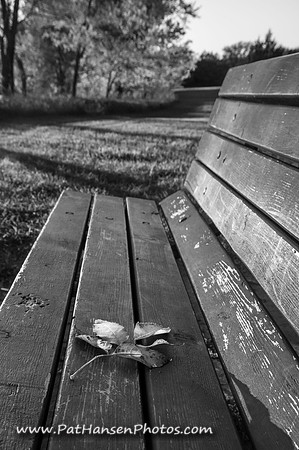 5059 bench & leaf at Lake Yankton