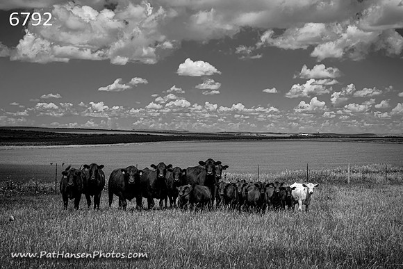 6792 cows & white calf