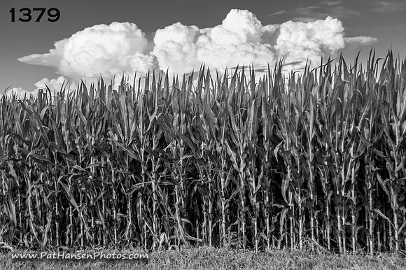1379 corn & thunderheads