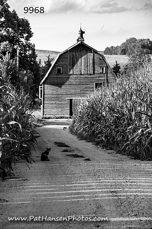 9968 cat, lane, corn, & barn V