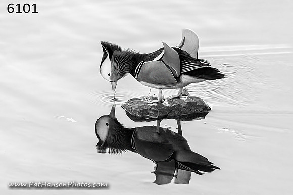 6101 Mandarin Duck at Westside Park H