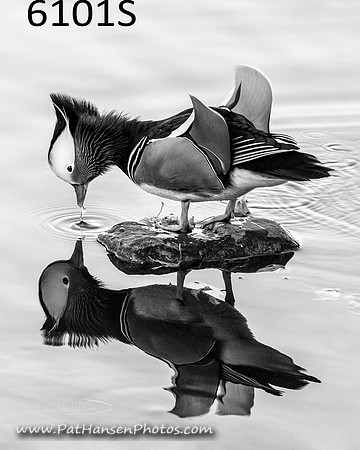 6101S Mandarin Duck at Westside Park (square sizing)