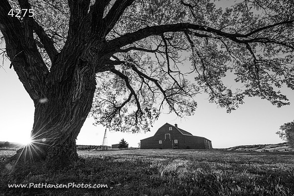 4275 barn, tree, & sunburst