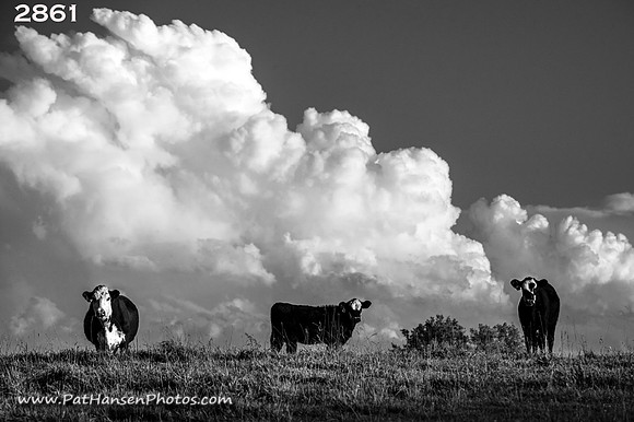 2861 multiple cows & thunderhead