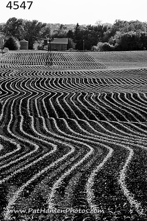 4547 windmill & crop rows #2
