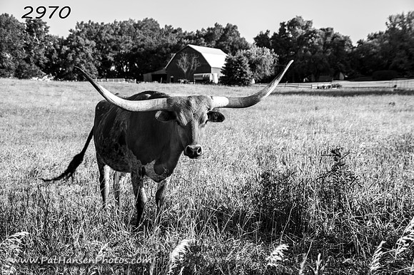 2970 solid longhorn & barn