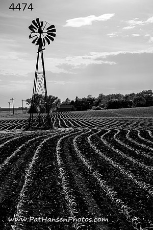 4474 windmill & crop rows #1
