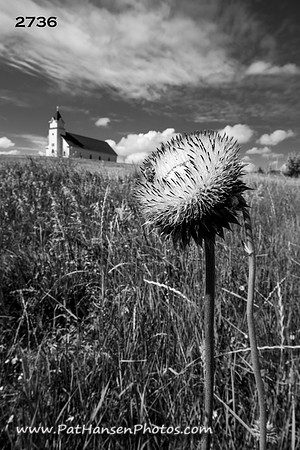 2736 Broom Tree Church & thistle flower