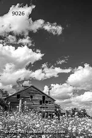 9026 barn & flowering weeds (low horizon V)