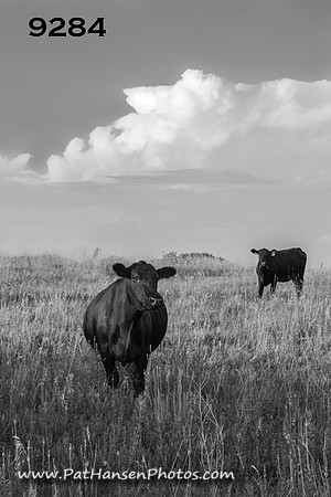9284 two cows & thunderhead