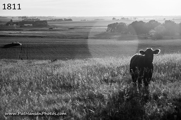 1811 calf in setting sun