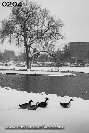 0204 snowy Westside Park with ducks