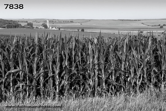 7838 corn field & farm