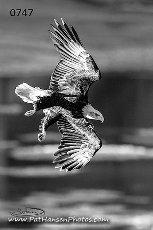 0747 eagle at Gavins Point Dam #2