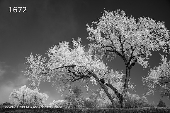 1672 frosty trees at Riverside Park