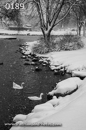0189 snowy Westside Park with geese