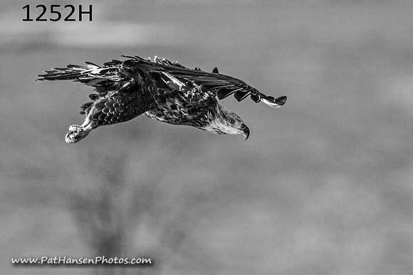 1252H eagle at Gavins Point Dam #4