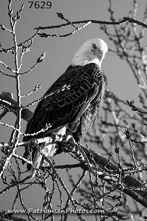 7629 eagle in tree at Gavins Point Dam