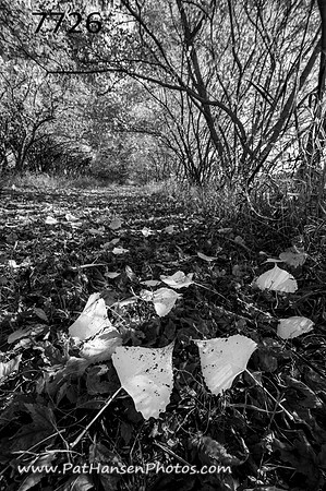 7726 autumn leaves & bushes at Lake Yankton