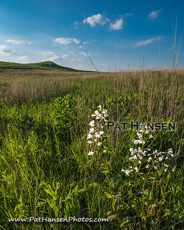 _DSC8446_Zen