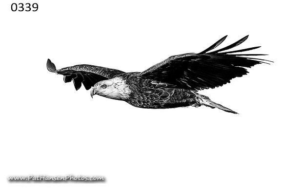 0339 eagle at Gavins Point Dam #1