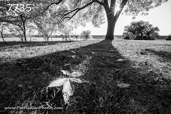7735 autumn leaves & tree at Lake Yankton H #2