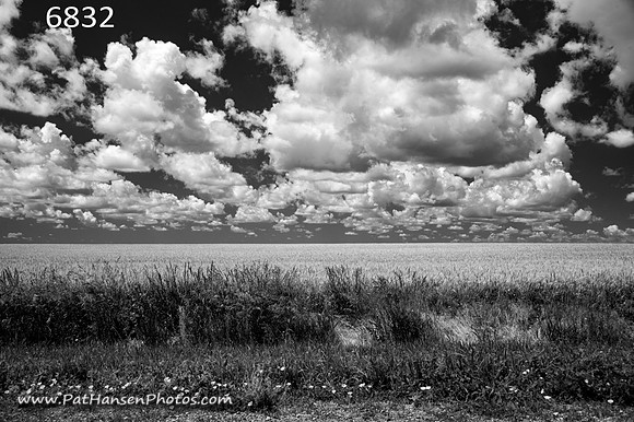 6832 wheat field, white flowers, clouds